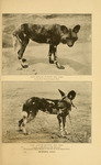 African wild dog (Lycaon pictus)