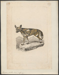 African wild dog (Lycaon pictus)