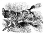 African wild dog (Lycaon pictus)