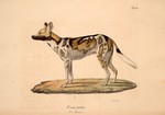 African wild dog (Lycaon pictus)