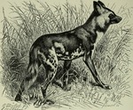 African wild dog (Lycaon pictus)