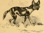 African wild dog (Lycaon pictus)