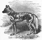 African wild dog (Lycaon pictus)