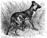 African wild dog (Lycaon pictus)