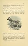 African wild dog (Lycaon pictus)