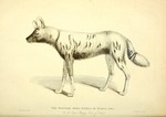 African wild dog (Lycaon pictus)