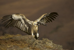 Cape griffon, Kolbe's vulture (Gyps coprotheres)