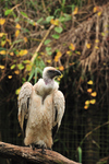 Cape griffon, Kolbe's vulture (Gyps coprotheres)