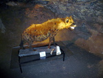 cave hyena (Crocuta crocuta spelaea)