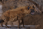 cave hyena (Crocuta crocuta spelaea)