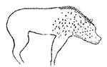 cave hyena (Crocuta crocuta spelaea)