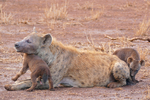 spotted hyena, laughing hyena (Crocuta crocuta)