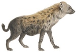 spotted hyena, laughing hyena (Crocuta crocuta)