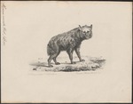 spotted hyena, laughing hyena (Crocuta crocuta)