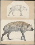 spotted hyena, laughing hyena (Crocuta crocuta)