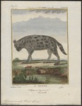 spotted hyena, laughing hyena (Crocuta crocuta)