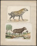 spotted hyena, laughing hyena (Crocuta crocuta)