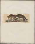 spotted hyena, laughing hyena (Crocuta crocuta)