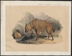 spotted hyena, laughing hyena (Crocuta crocuta)