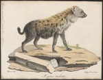 spotted hyena, laughing hyena (Crocuta crocuta)