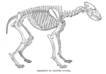 spotted hyena, laughing hyena (Crocuta crocuta)