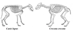 spotted hyena, laughing hyena (Crocuta crocuta)