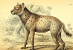 spotted hyena, laughing hyena (Crocuta crocuta)