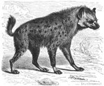 spotted hyena, laughing hyena (Crocuta crocuta)