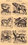 ...rocuta), dingo (Canis lupus dingo), aardwolf (Proteles cristata), bat-eared fox (Otocyon megalot...