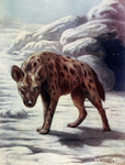 spotted hyena, laughing hyena (Crocuta crocuta)