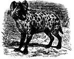 spotted hyena, laughing hyena (Crocuta crocuta)