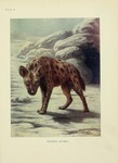 spotted hyena, laughing hyena (Crocuta crocuta)