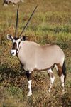 gemsbok (Oryx gazella)