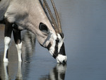 gemsbok (Oryx gazella)