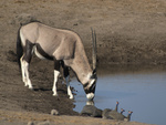 gemsbok (Oryx gazella), Damara helmeted guineafowl (Numida meleagris papillosus)