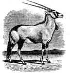 gemsbok (Oryx gazella)