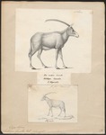 gemsbok (Oryx gazella)