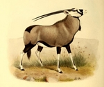 gemsbok (Oryx gazella)