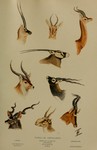 ...Tibetan antelope or chiru (Pantholops hodgsonii), dorcas gazelle (Gazella dorcas), gerenuk (Lito