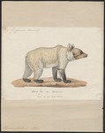 Eurasian brown bear (Ursus arctos arctos)