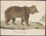 Eurasian brown bear (Ursus arctos arctos)