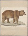 Eurasian brown bear (Ursus arctos arctos)