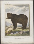 Eurasian brown bear (Ursus arctos arctos)