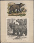 Eurasian brown bear (Ursus arctos arctos)