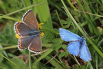 Adonis blue (Polyommatus bellargus)