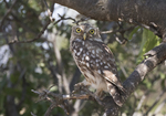 little owl (Athene noctua)