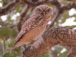 little owl (Athene noctua)