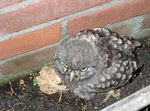 little owl (Athene noctua)