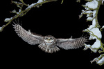 little owl (Athene noctua)