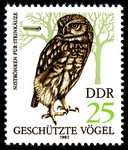 little owl (Athene noctua)